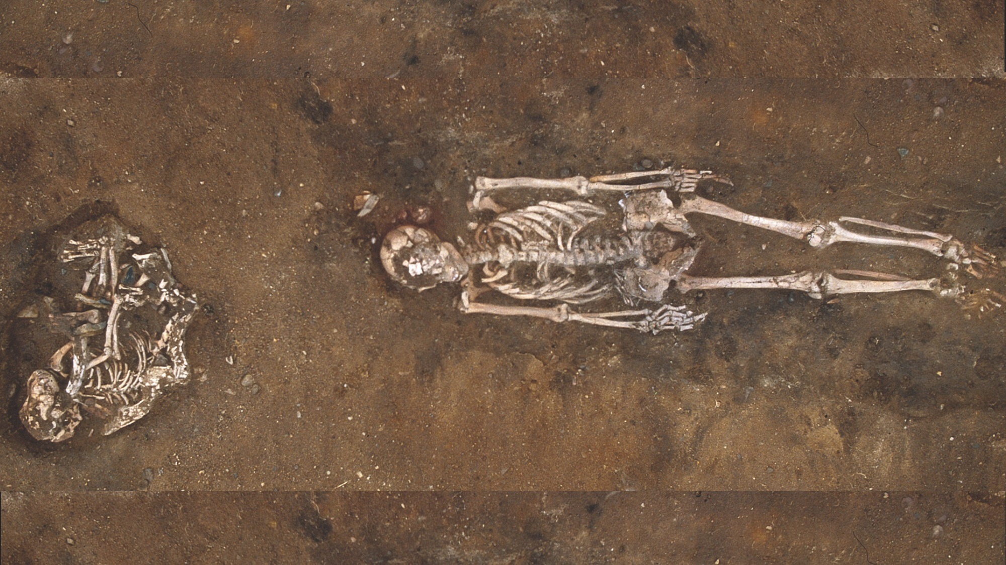 Одна из собак, останки которой были найдены на стоянке Скейтхольм в Швеции, похоронена рядом с человеком. Источник изображения: popsci.com. Фото.