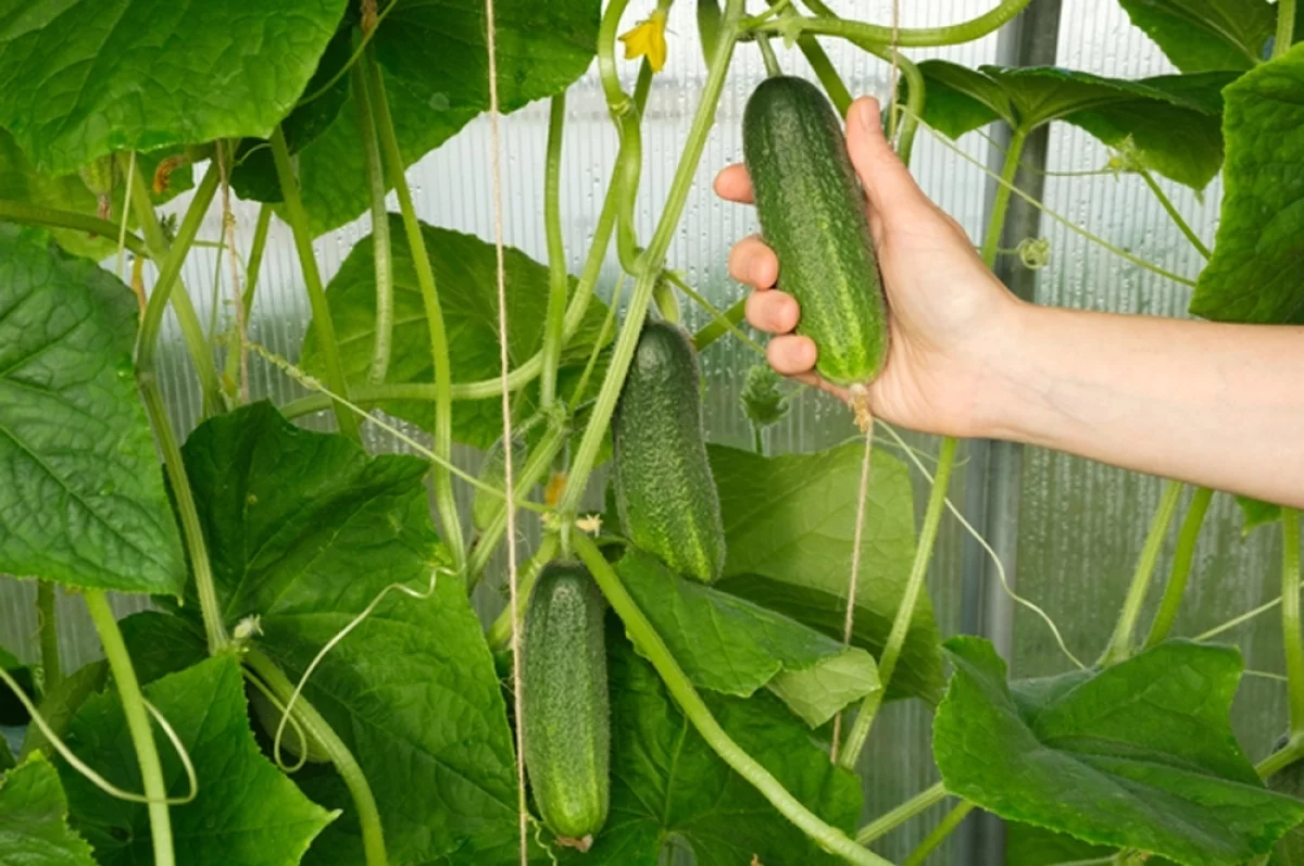 Горечь в огурцах сосредоточена в основном в кожуре и у плодоножки