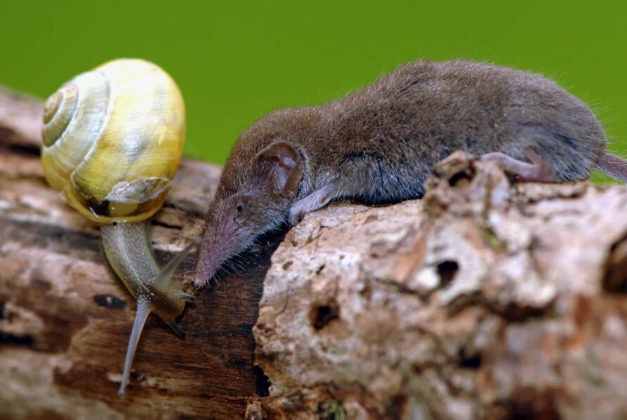 Этрусская землеройка и улитка. Источник изображения: liveinternet.ru. Фото.