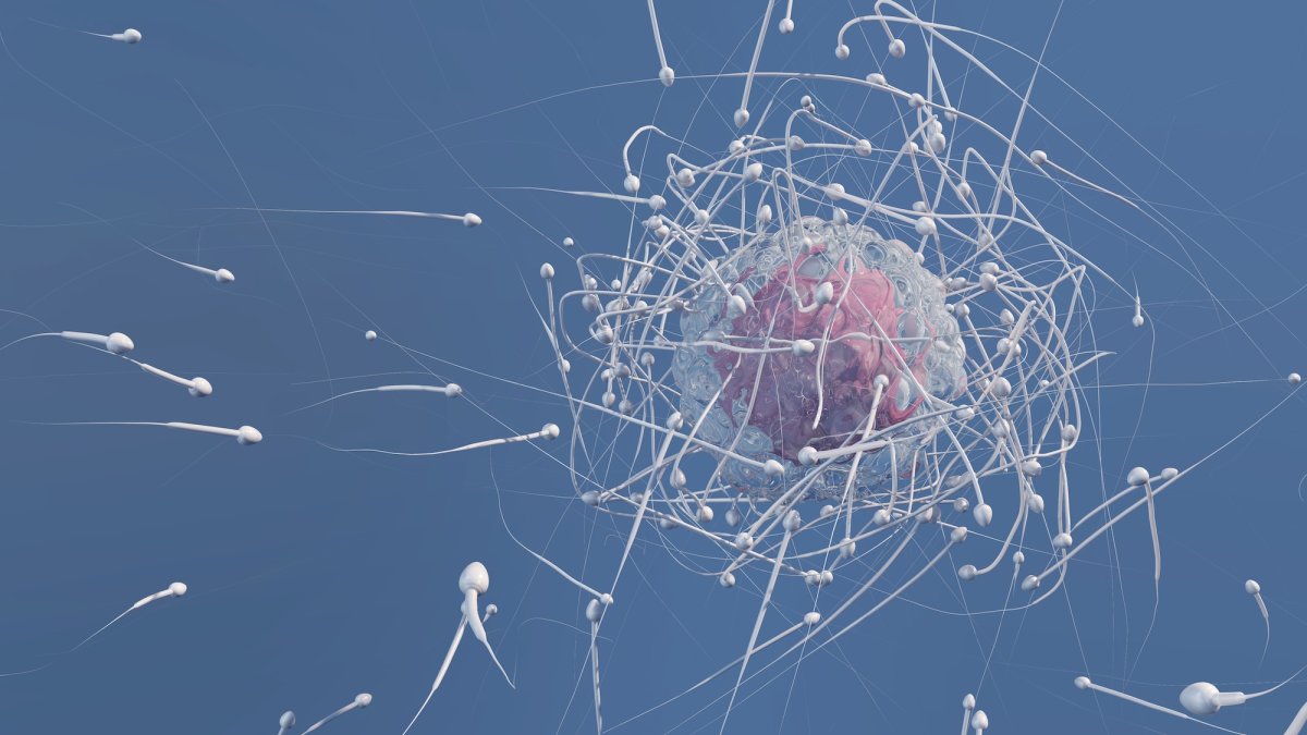 Почему сперматозоиды теряются в невесомости: колонизация Марса под угрозой