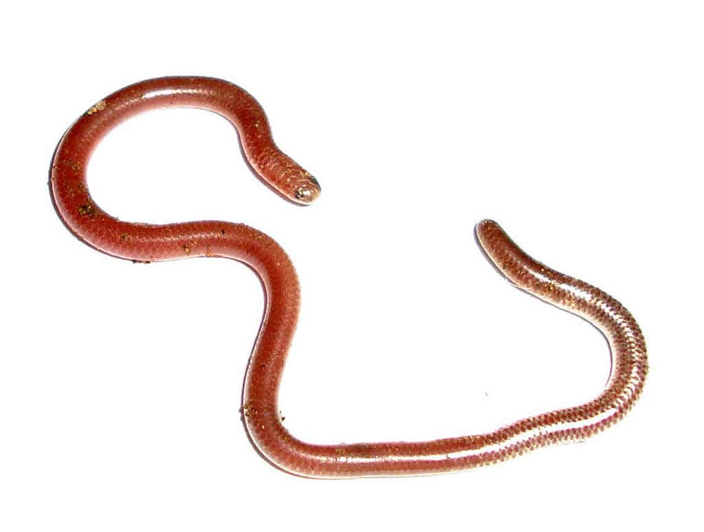 Техасская слепая змея. Фото.