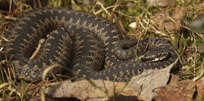 Когда просыпаются змеи в России: как отличить гадюку от ужа? Фото.