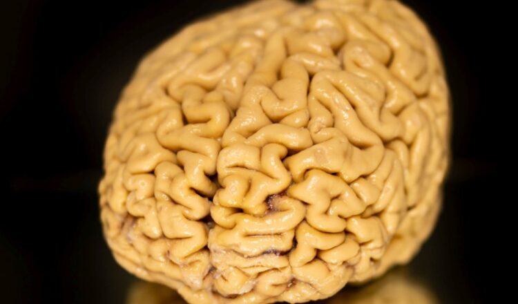 Секрет долголетия мозга: как пожилые люди сохраняют ясность ума. Мозги суперэйджеров передаются для науки добровольно. Именно благодаря таким пожертвованиям удалось совершить это открытие. Источник изображения: sciencealert.com. Фото.