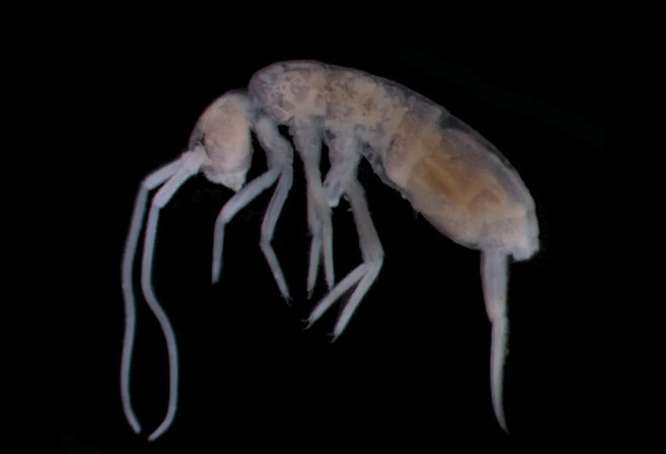 Как подземное животное живет без еды. Ногохвостка Plutomurus ortobalaganensis. Источник изображения: iflscience.com. Как подземное животное живет без еды. Ногохвостка Plutomurus ortobalaganensis. Источник изображения: iflscience.com. Фото.