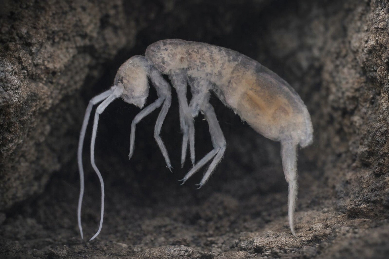 Найдено животное, которому не нужен свет и кислород (почти) Найдено животное, которому не нужен свет и кислород (почти)