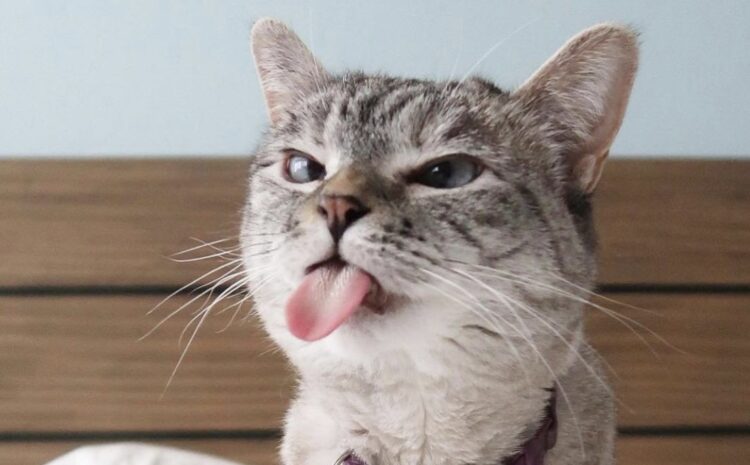 Почему у кошек шершавый язык: 8 причин, о которых знают не все владельцы. Зачем кошкам язык как наждачка: научные объяснения, которые всё расставят по местам. Источник изображения: drive2.ru. Фото.