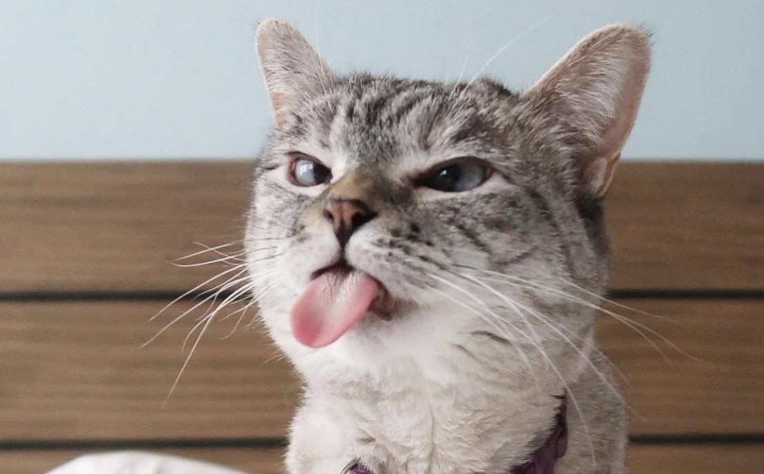 Почему у кошек шершавый язык: 8 причин, о которых знают не все владельцы Почему у кошек шершавый язык: 8 причин, о которых знают не все владельцы