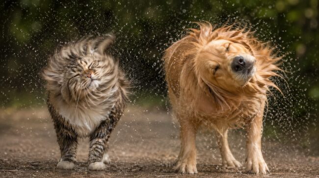 Почему кошки и собаки трясут головой? Ответ ученых вас удивит. Фото.