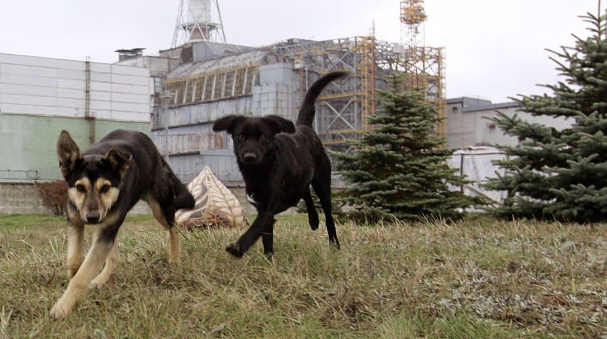 Чернобыльские собаки. источник изображения: mirror.co.uk. Фото.
