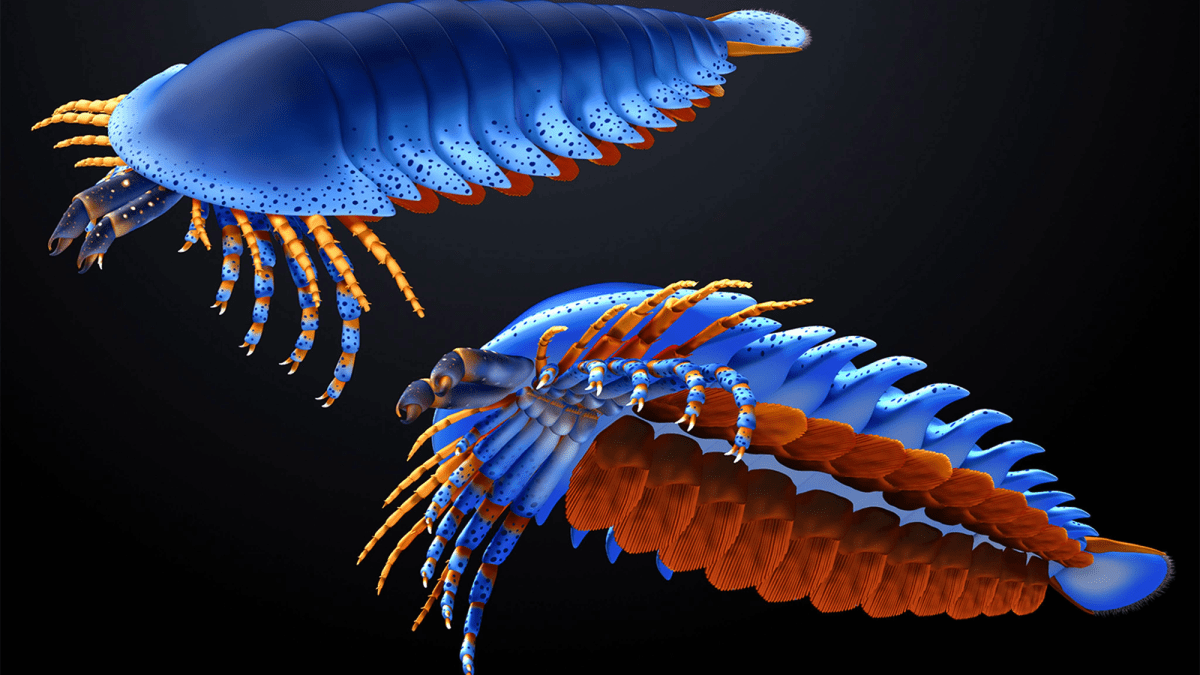 Удивительно сложная анатомия кембрийского хелицерового Megachelicerax cousteaui. Фото.