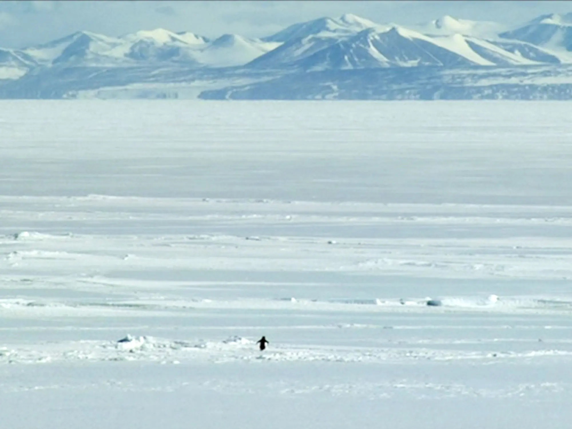 Кадр с тем самым пингвином из фильма Вернера Херцога «Встречи на краю света». Источник изображения: lwlies.com. Фото.