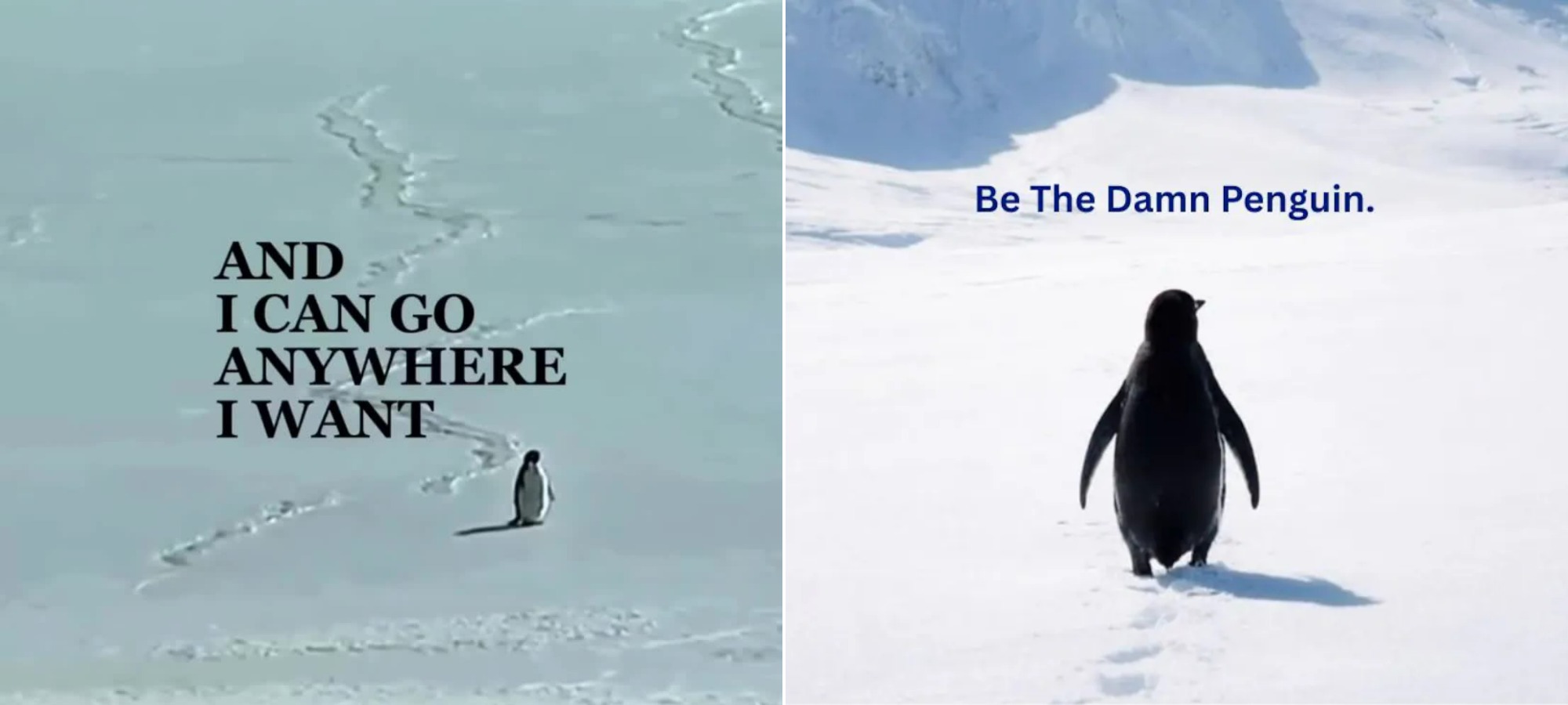 Мемы, ставшие символами несгибаемой воли. Источники изображений: psychologies.ru, ndtv.com. Фото.