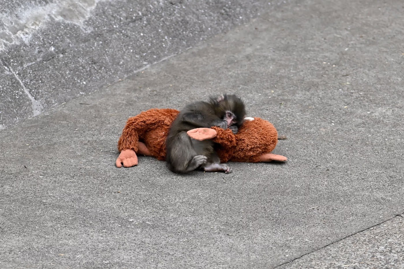 Трогательная фотография Панча с плюшевой «мамой». Источник изображения: pravmir.ru. Фото.