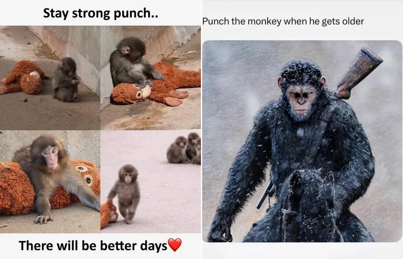 В начале февраля 2026 года Панч прославился во всем мире. В соцсетях завирусились фотографии и грустные ролики, на которых малыша игнорируют, отталкивают и даже бьют. Источник изображений: t-j.ru. Фото.