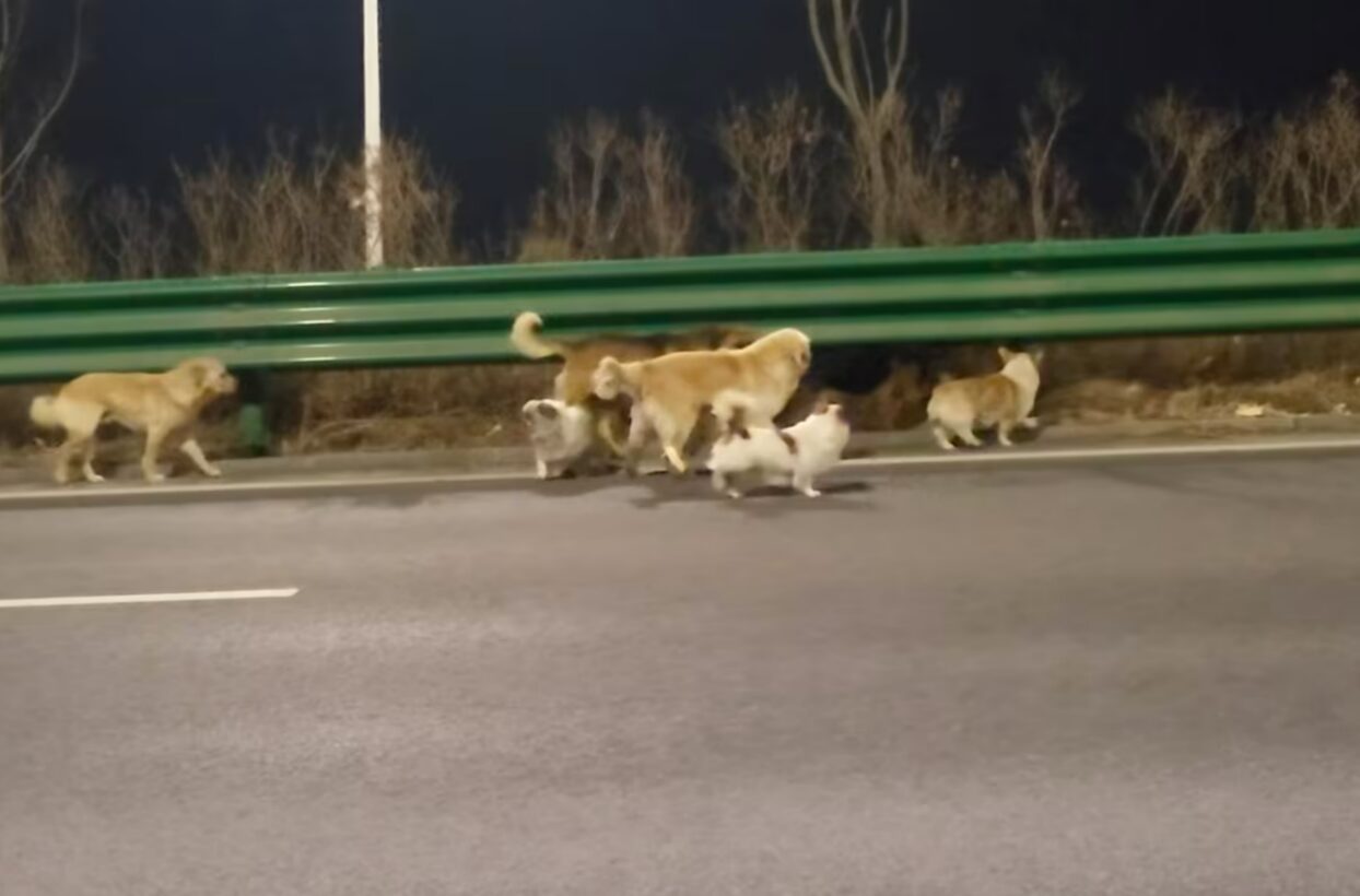 Корги Дапанг ведёт друзей домой. Источник изображения: cnn.com. Фото.