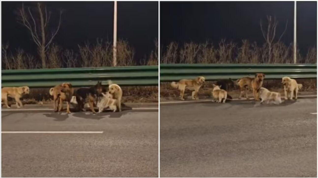 Те самые собаки отдыхают на обочине оживленной трассы. Источник изображения: indiatoday.in. Фото.