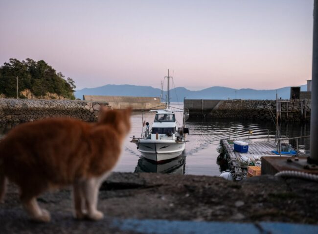 Остров кошек в Японии: Аосима, где кошек больше людей. Фото.