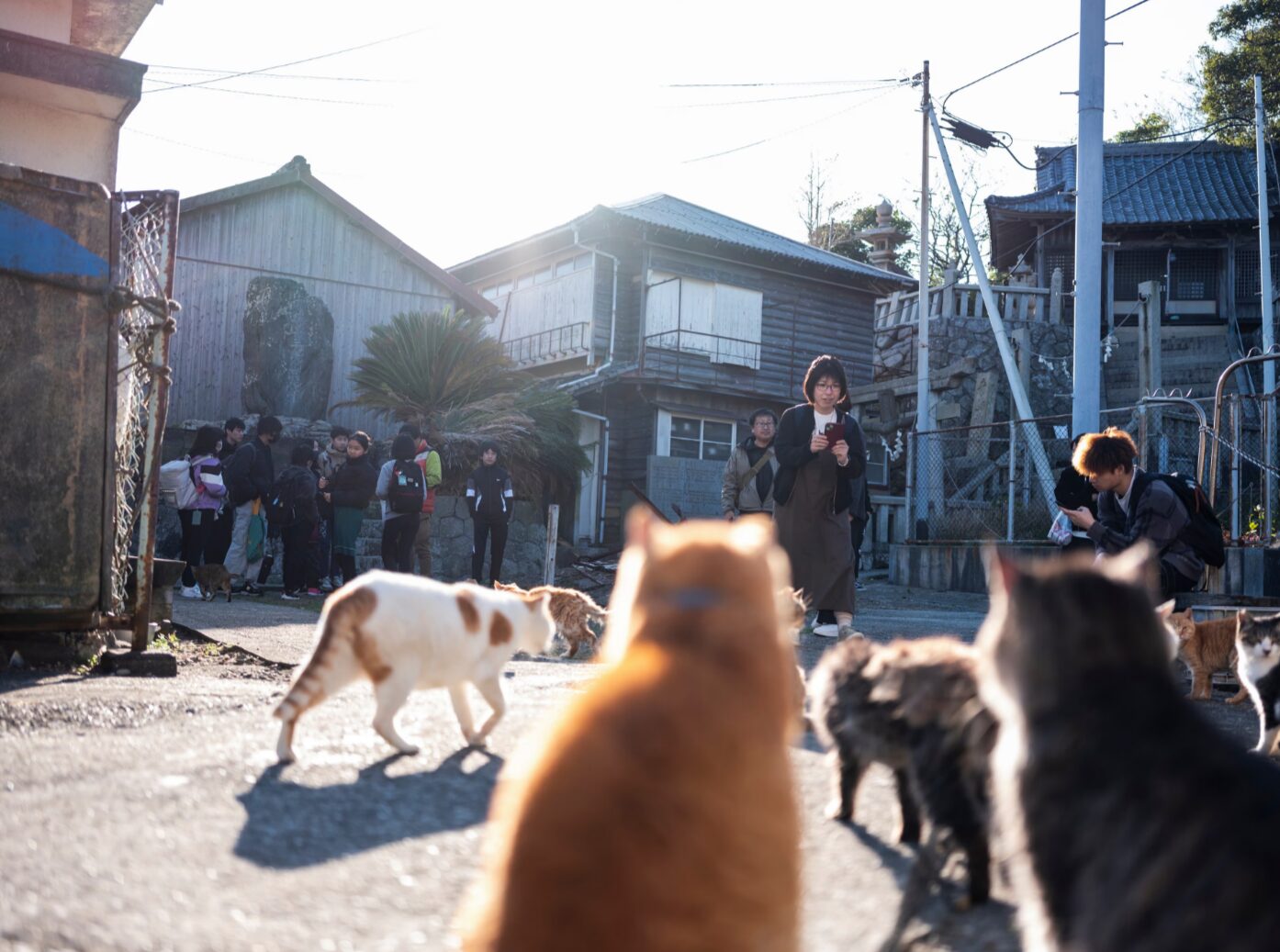 Туристы на острове Аосима приплывают на пароме, чтобы посмотреть на кошек. Источник изображения: theguardian.com. Фото.