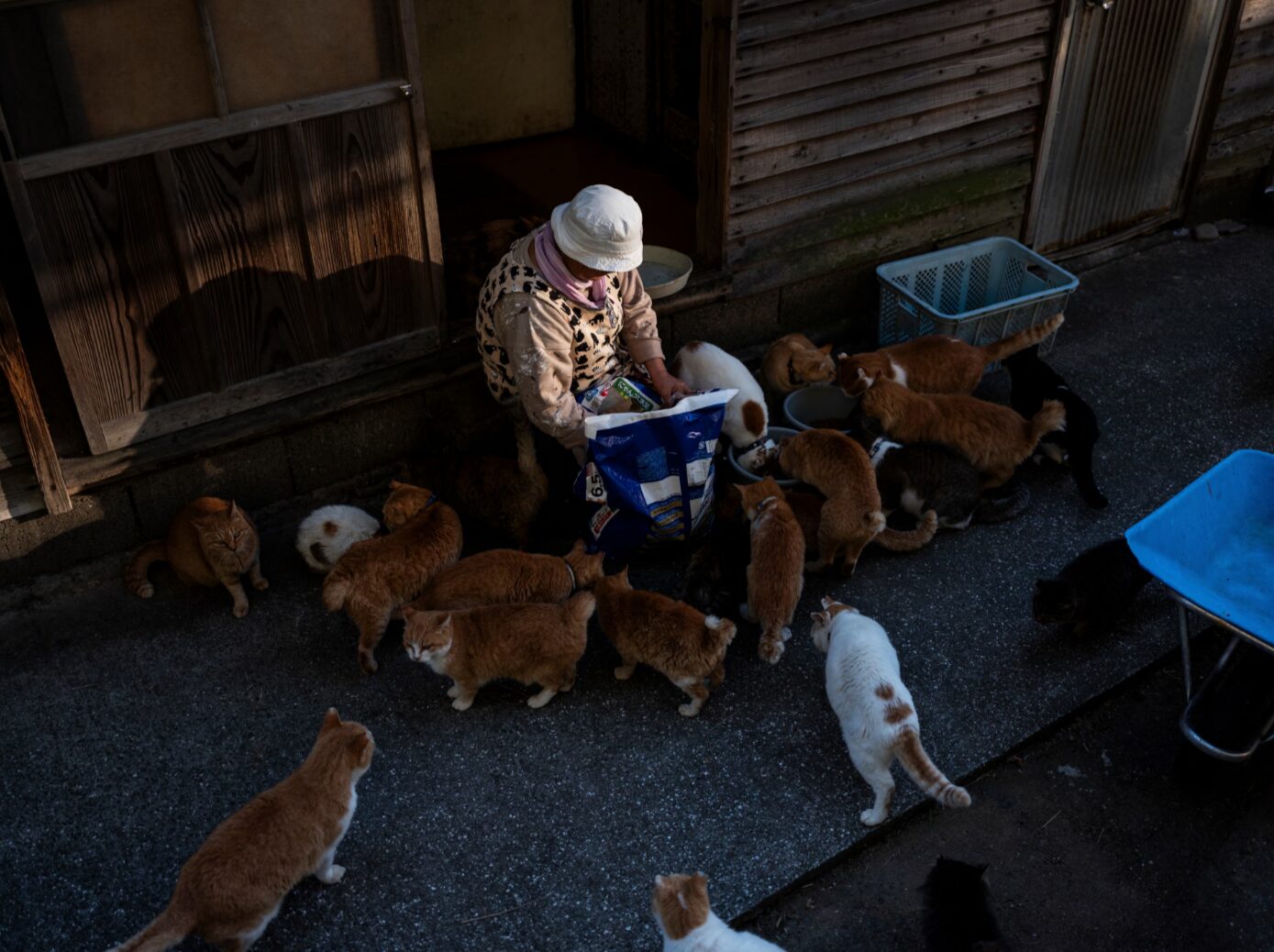 Миссис Наоко Камимото кормит кошек едой, которую приносят неравнодушные люди. Источник изображения: theguardian.com. Фото.