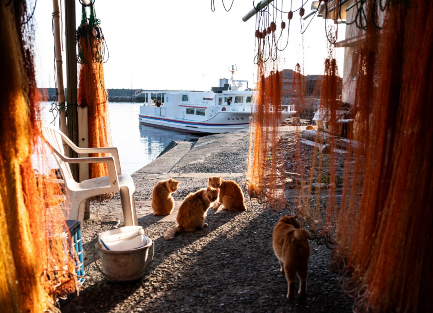 Кошки греются на солнце среди рыболовных сетей. Источник изображения: theguardian.com. Фото.