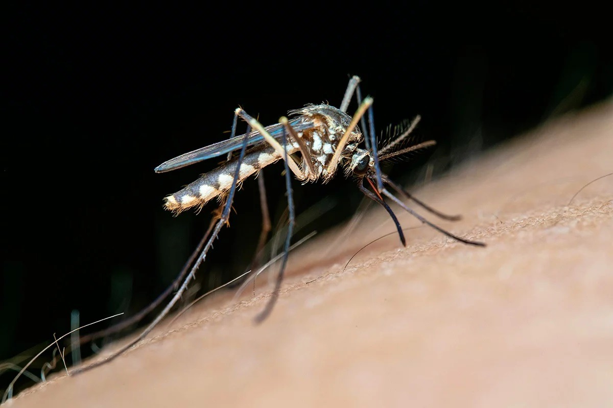 Комар Aedes готовится укусить человека. Этот вид может быть переносчиком множества заболеваний. Источник изображения: refractor.io. Фото.