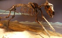 Почему у животных есть кость в пенисе, а у человека нет? Фото.