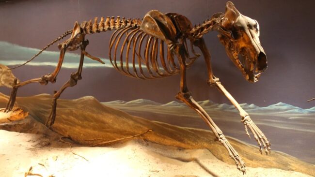 Почему у животных есть кость в пенисе, а у человека нет? Фото.