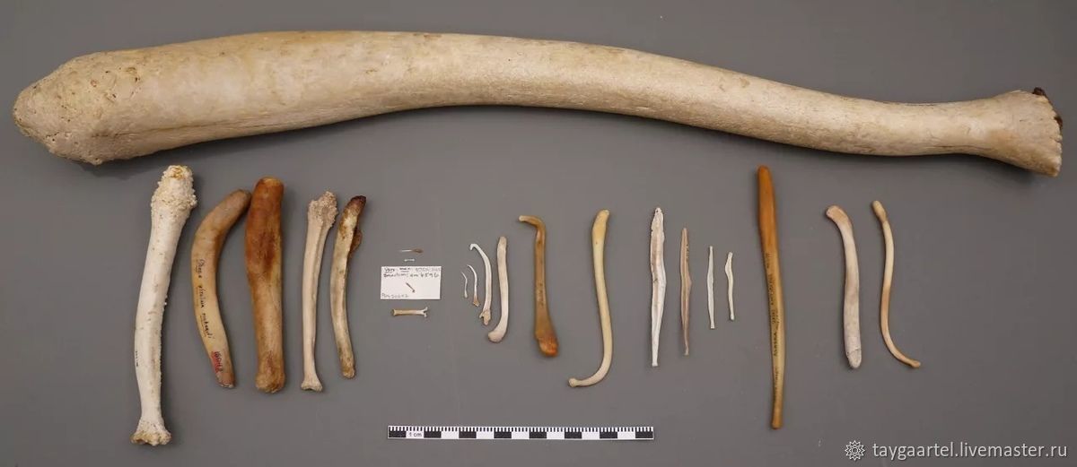 Бакулюмы разных видов млекопитающих: от крошечных до внушительных. Источник изображения: livemaster.ru. Фото.