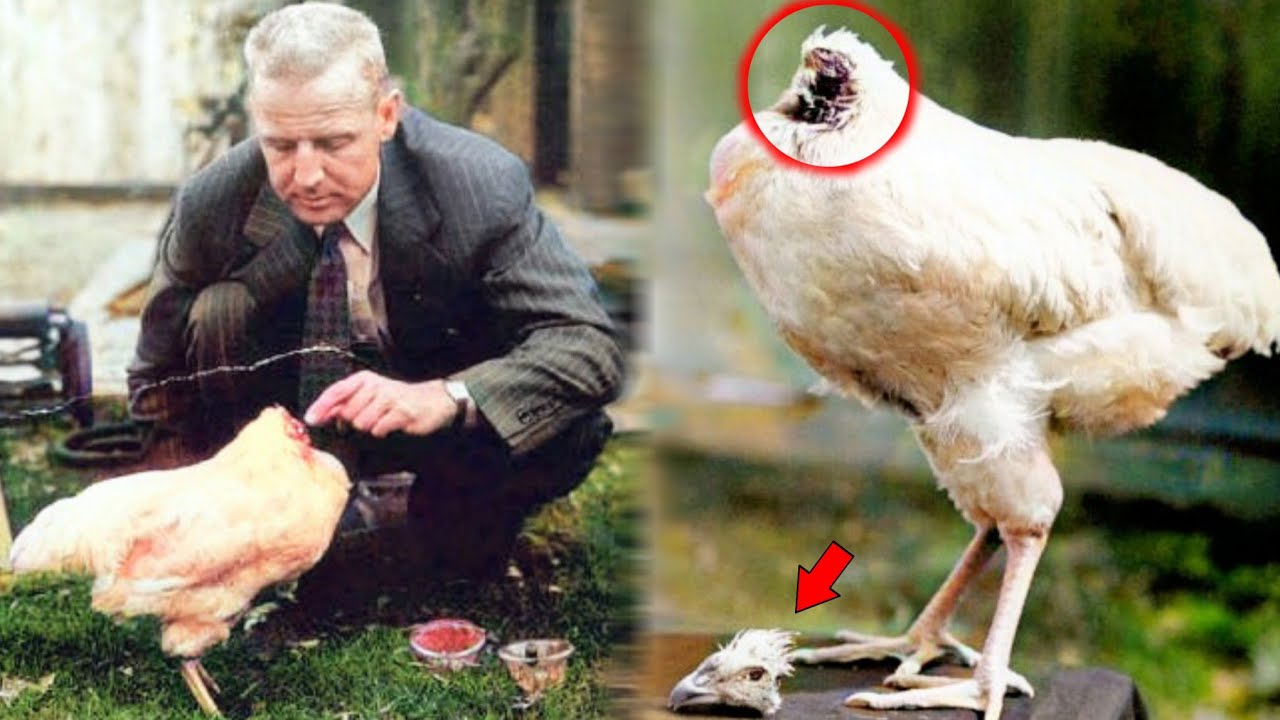 Петух Чудо-Майк стал знаменитостью в США 1940-х годов. Фото.