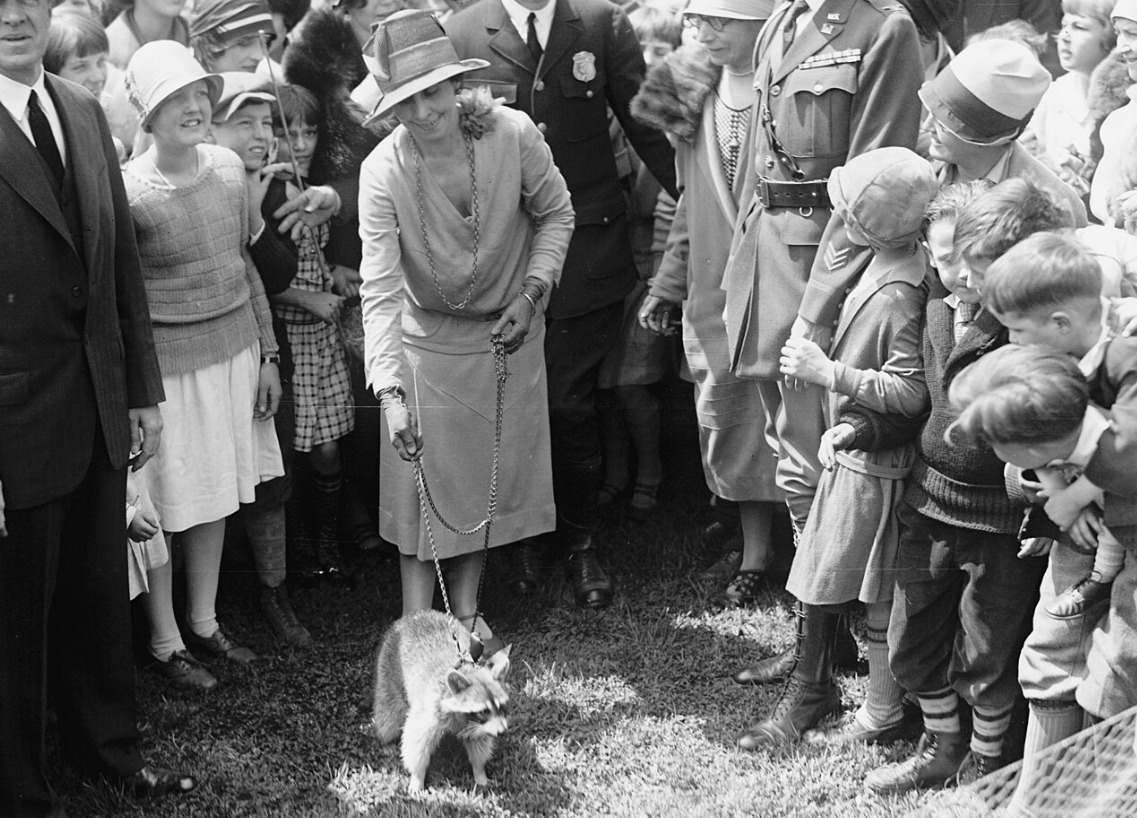 Енот Ребекка. Источник изображения: wikimedia.org. Фото.