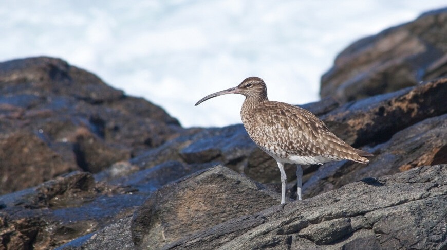 Тонкоклювый кроншнеп признан полностью вымершим видом. Источник изображения: belta.by. Фото.