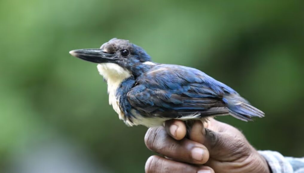 Самец зимородка Бисмарка. Вид считался исчезнувшим на протяжении 13 лет до 17 мая 2025 года. Фото.