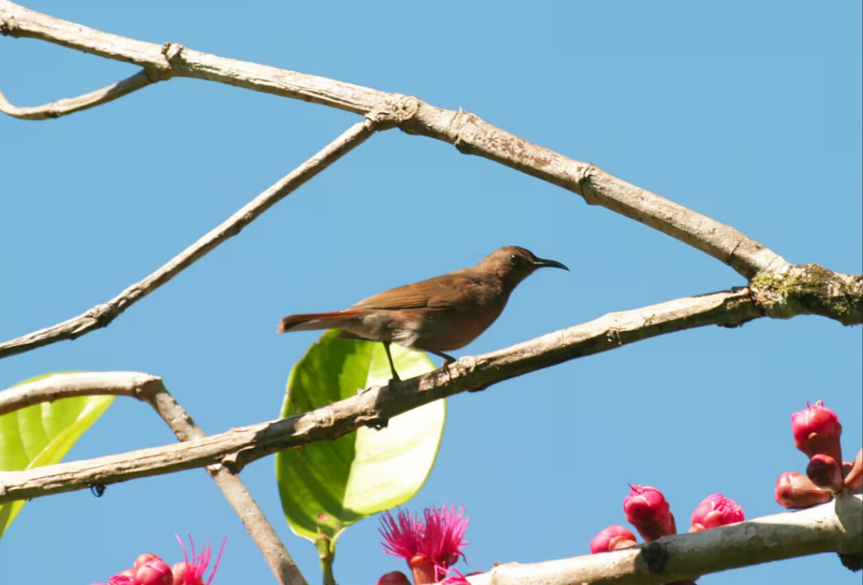 Биакская мизомела: этот вид был снова найден и сфотографирован в августе 2025 года. Фото.