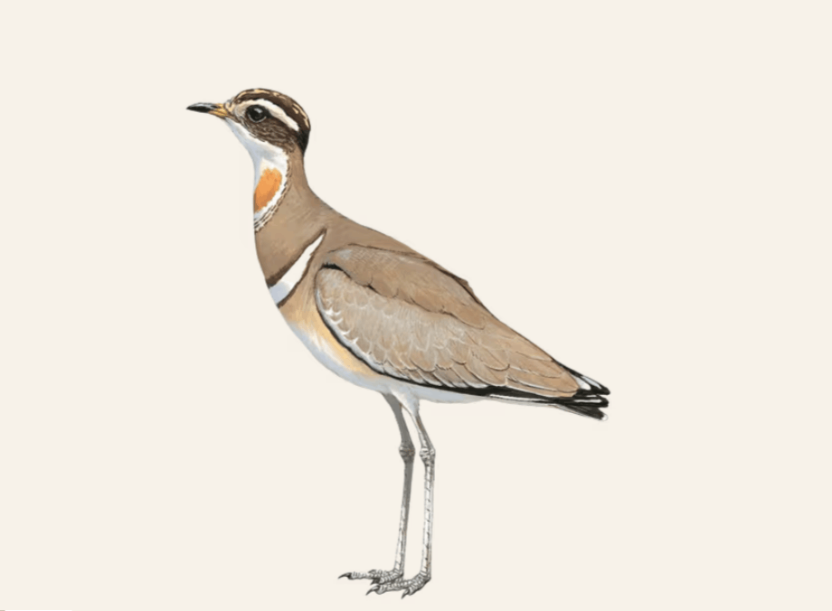 Бегунок Джердона. Считалось, что птица вымерла в начале XX века, пока в 1986 году её не обнаружили в заповеднике на юге Индии. Последняя фотофиксация была в 2004 году. Фото.