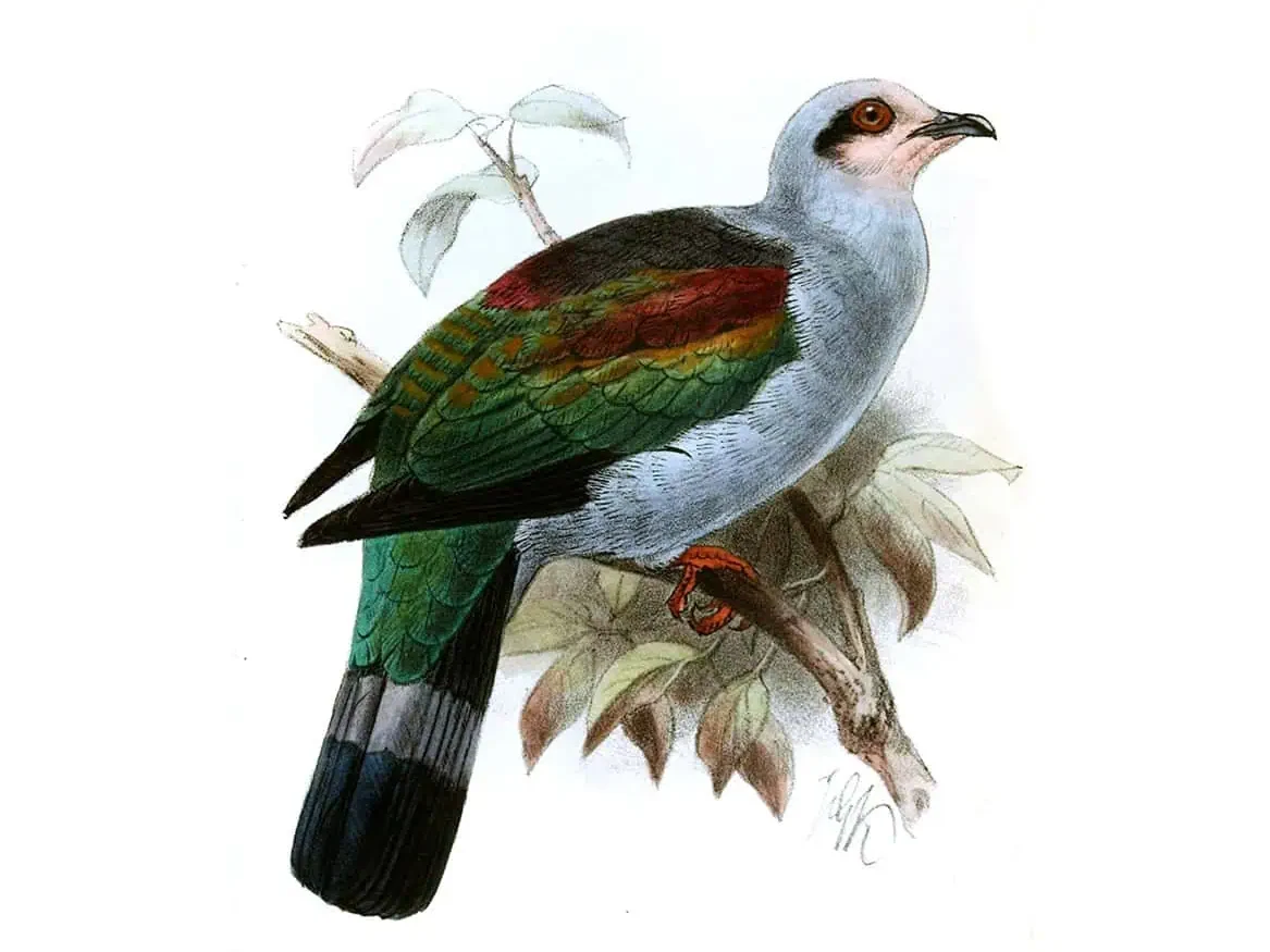 Миндороский императорский голубь с острова Миндоро на Филиппинах в последний раз был замечен в 2016 году и теперь внесён в список исчезнувших видов птиц. Фото.