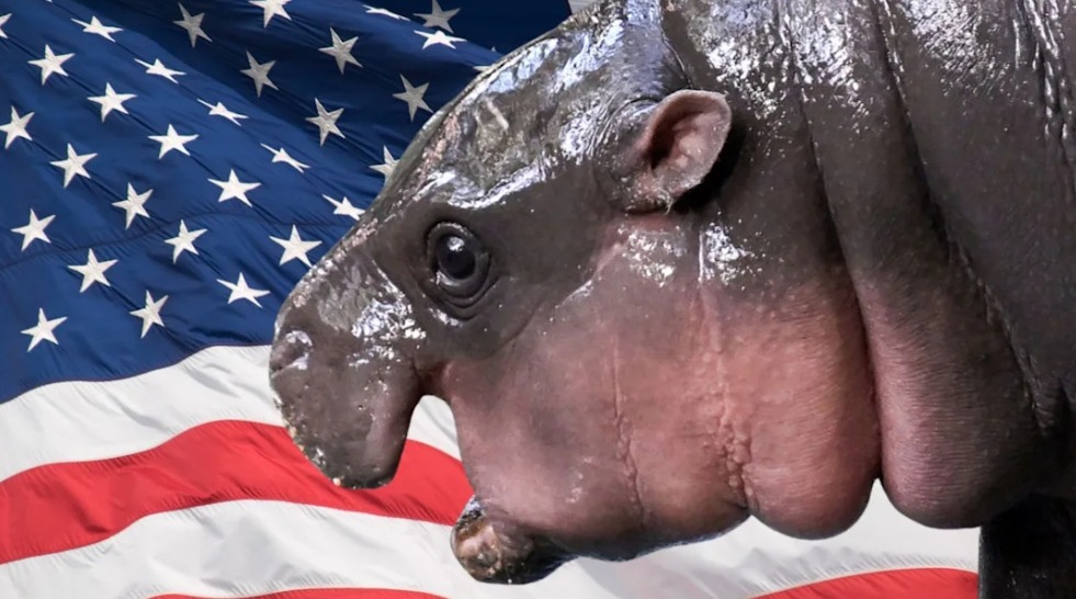 В 1927 году президенту США был подарен гиппопотам. Фото.