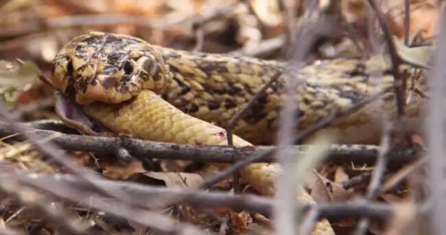 Каннибализм у змей: почему они едят друг друга чаще, чем мы могли представить. Фото.