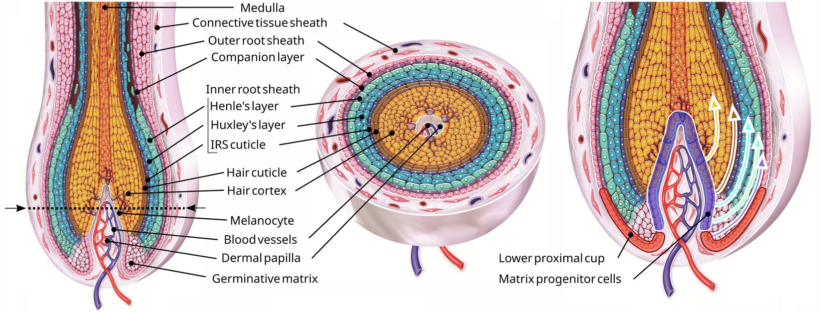 Строение волосяного фолликула. 1. Луковица волосяного фолликула, содержащая концентрические слои различных типов клеток. Слои разделены на несколько отделов: стержень волоса, состоящий из мозгового вещества, кортекса и кутикулы; внутренняя корневая оболочка, состоящая из кутикулы, слоя Хаксли и слоя Хенле; компаньон-слой и наружная корневая оболочка. Пунктирной линией обозначена область поперечного среза. 2. Современная модель, основанная на отслеживании клеточных линий, связывающих локально различающиеся матриксные клетки-предшественники с растущими слоями волосяного фолликула. Источник изображения: nature.com. Фото.