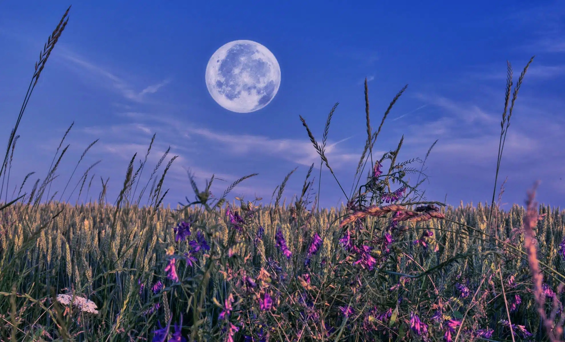 Майское полнолуние совпадает с пиком весеннего цветения в Северном полушарии. Источник изображения: dailygalaxy.com. Фото.