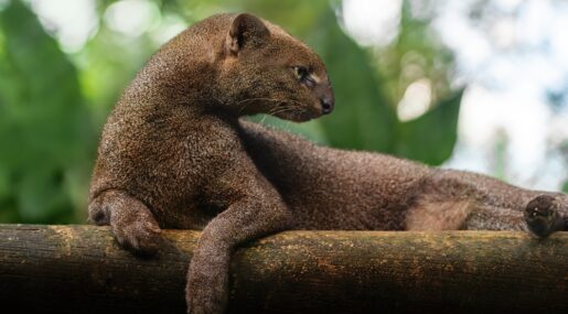 Ягуарунди: дикая кошка, которая свистит и ест фрукты Фото.