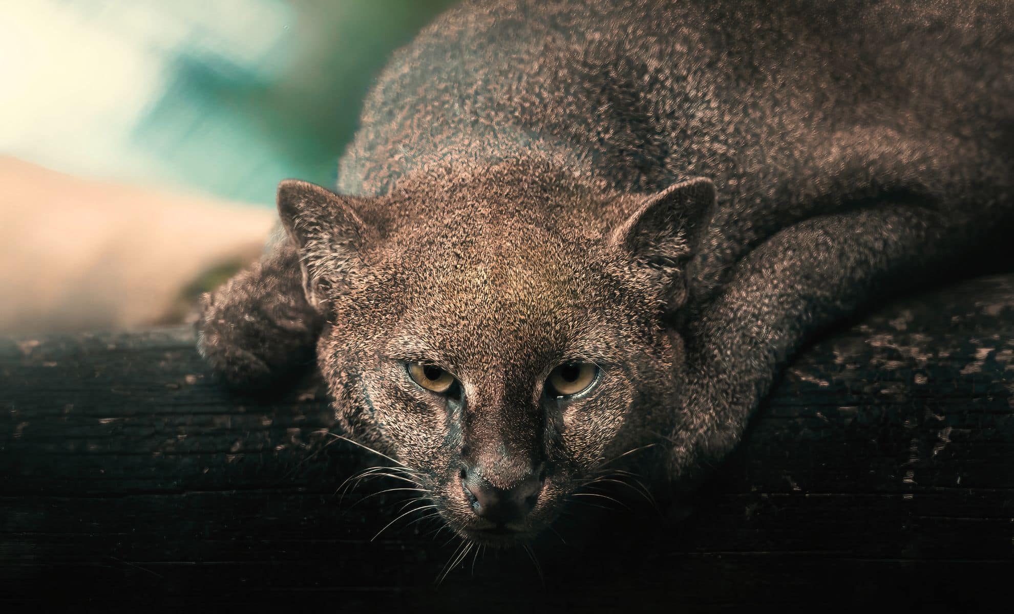 Бывает, ягуарунди совершает набеги на птичники и фермерские плантации, где выращивают бананы и инжир. Часто делает это вместе с сообщниками — обезьянами: они срывают фрукты, а ягуарунди их подбирает. Источник изображения: dishcuss.com. Фото.