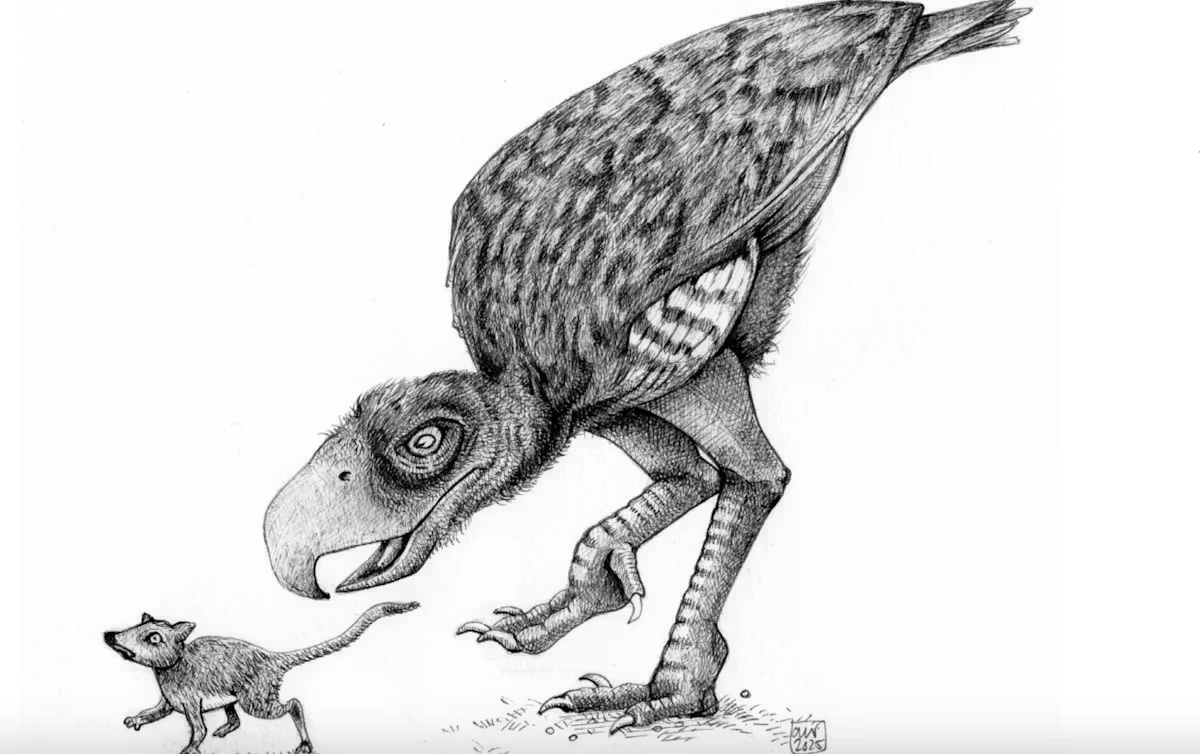 Фороракос (phorusrhacidae) — некогда самый крупный хищник Южной Америки. Они были выше человека, с головой размером с лошадиную и массивным крючковатым клювом. Фото.