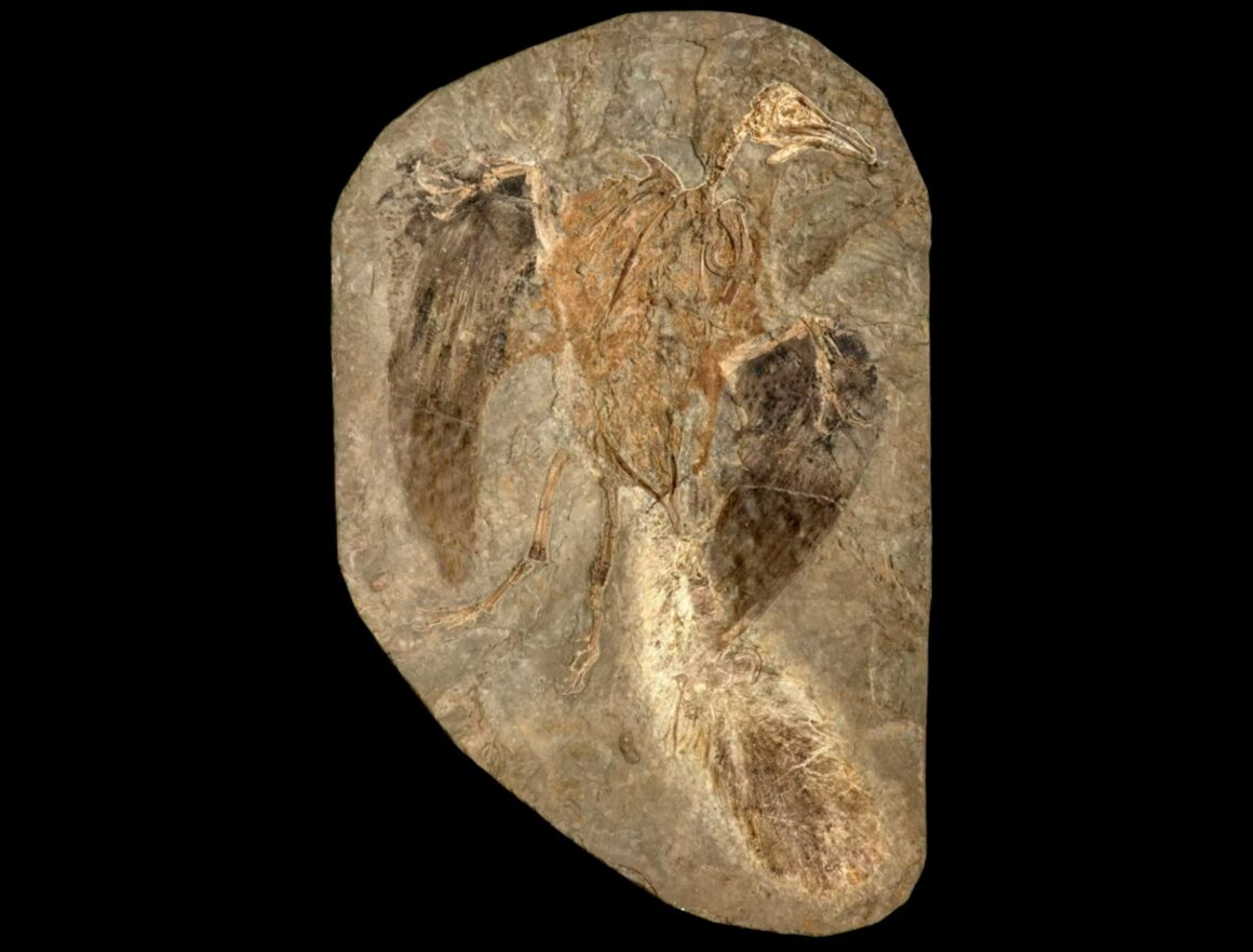Примитивная птица из Китая, получившая название Confuciusornis, известна по сотням окаменелостей. Фото.