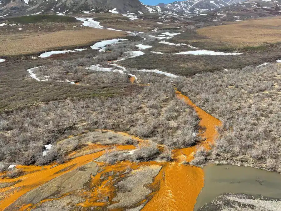 Цветение токсичных водорослей на поверхности реки — зрелище красивое, но опасное