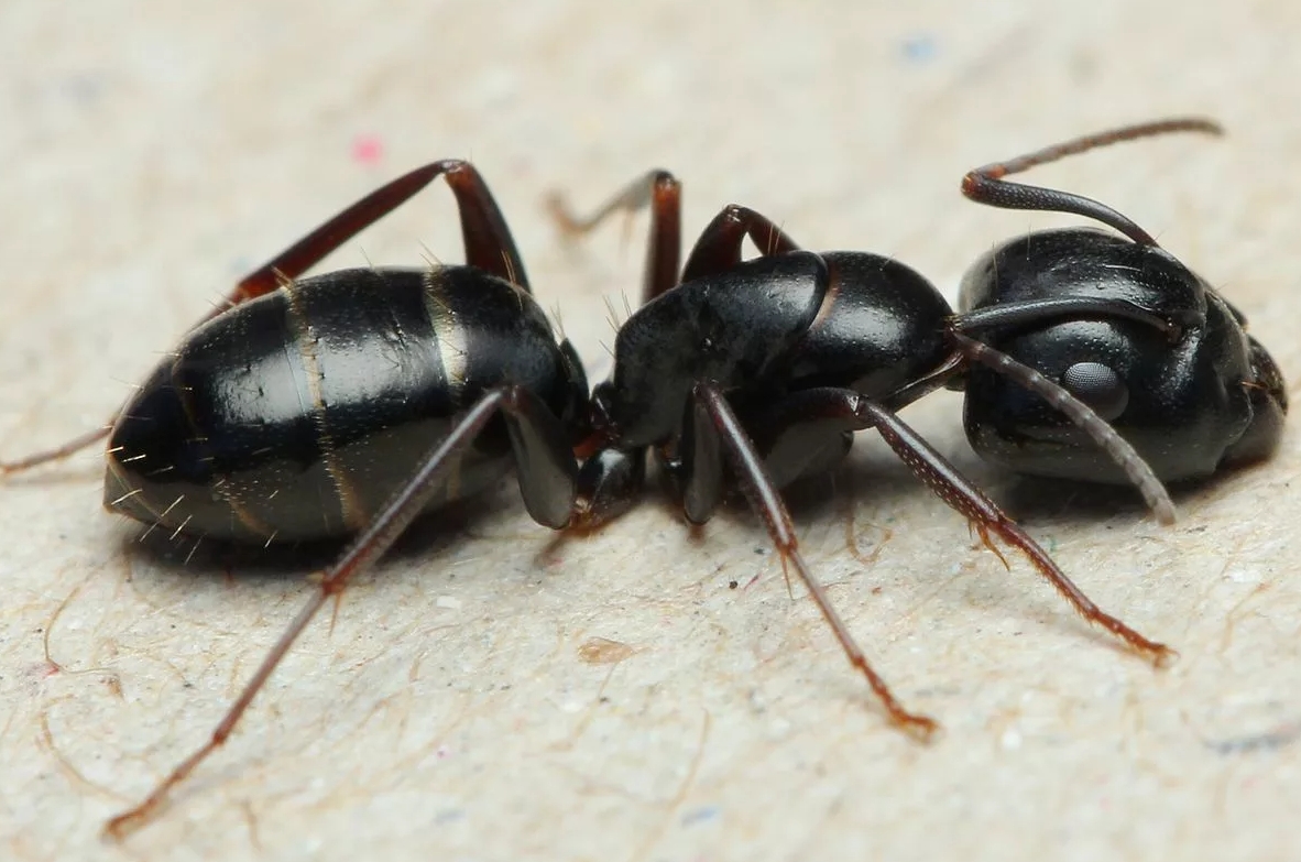 Муравей-древоточец. Источник изображения: 4ants.ru. Фото.