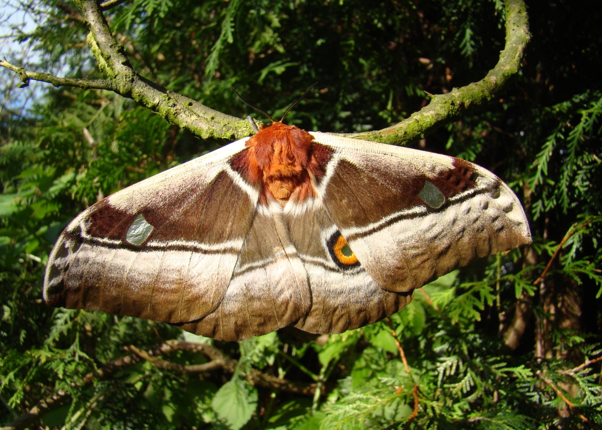 Бабочка Bunaea alcinoe. Источник изображения: breedingbutterflies.com. Фото.