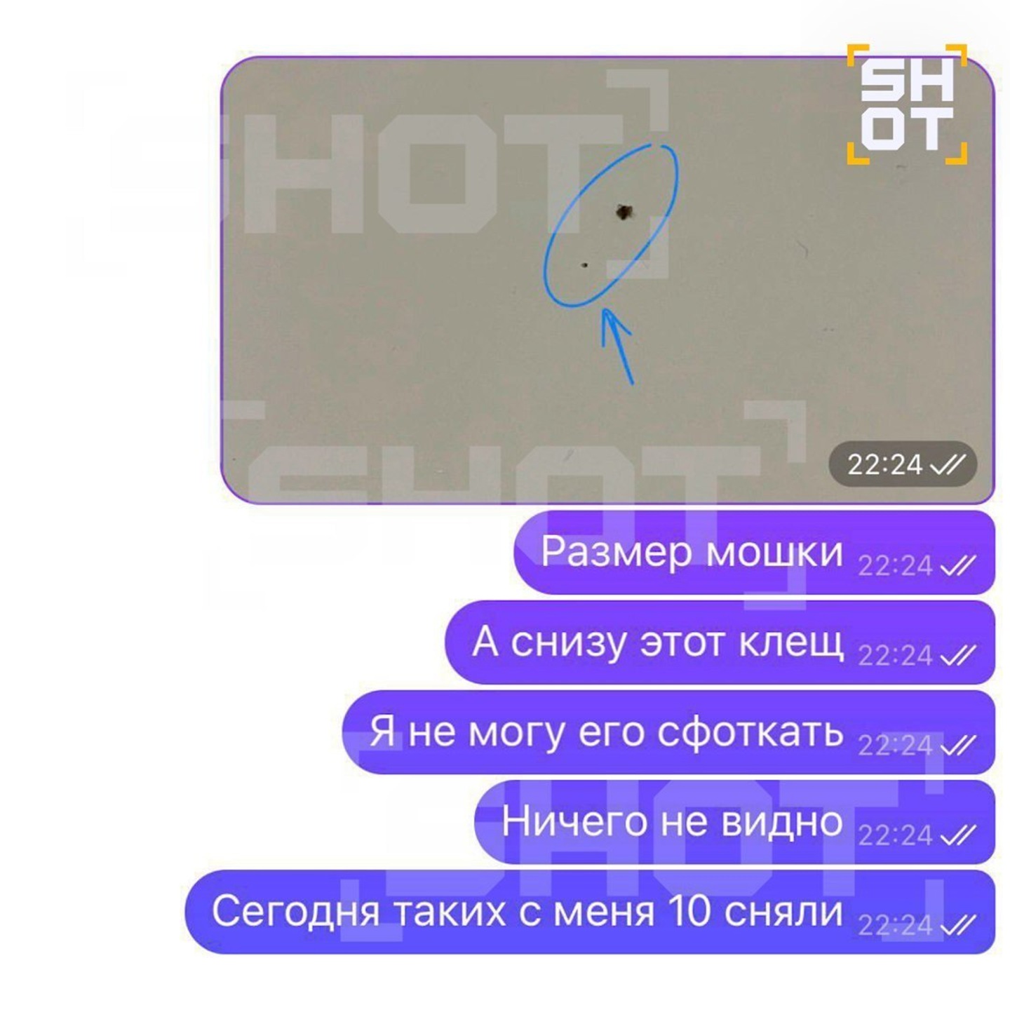 Крошечного клеща сложно заметить. Источник изображения: телеграм-канал Shot. Фото.