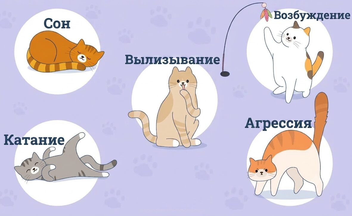 Как кошки реагируют на кошачью мяту. Фото.