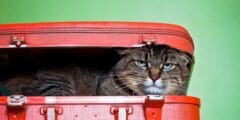 Скучают ли кошки, когда вы уезжаете в отпуск? Скучают ли кошки, когда вы уезжаете в отпуск? Фото.