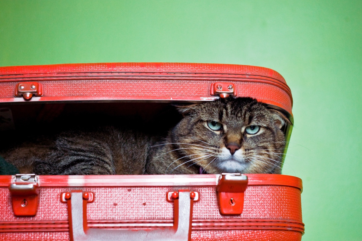 Скучают ли кошки, когда вы уезжаете в отпуск? Фото.